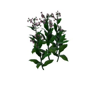 Flower Macedonia1 2_1